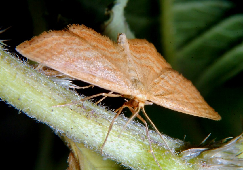 Idaea ochrata